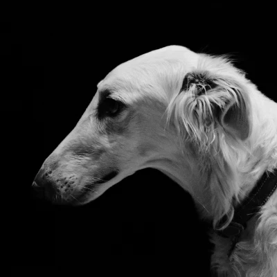 mooseborzoi