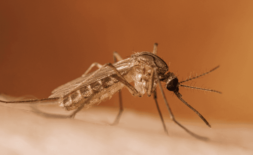 icon for How many West Nile neuroinvasive disease cases will be reported among New York City residents in 2026?